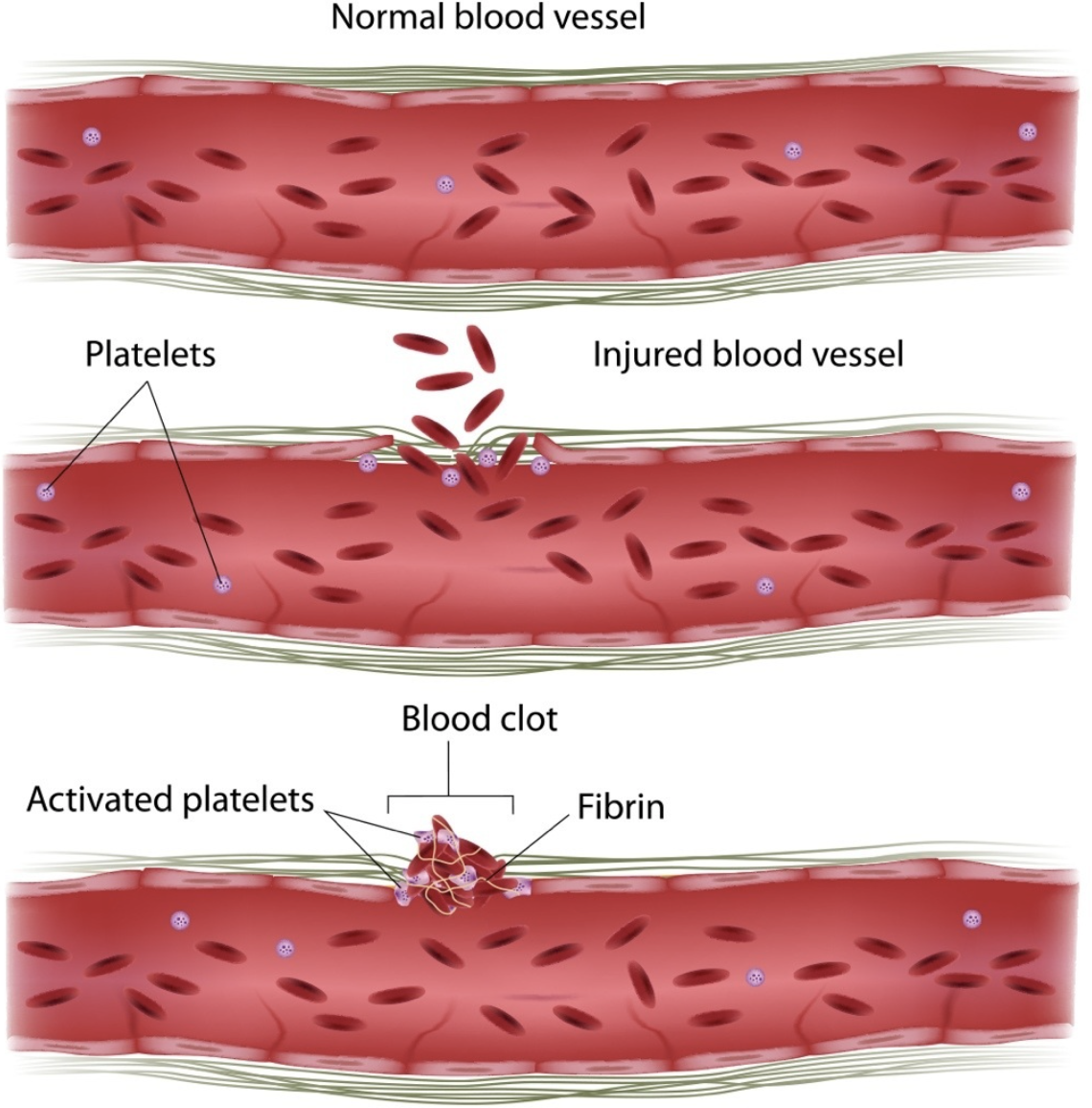 Blood Flow